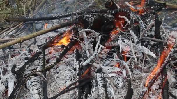 Feuer und Glut im Feuer — Stockvideo