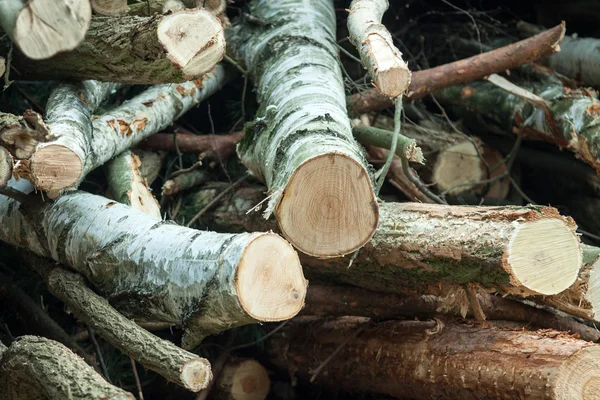 Cięcia lasu na drodze — Zdjęcie stockowe