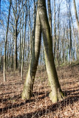 Orman bahar mevsimi güneşin