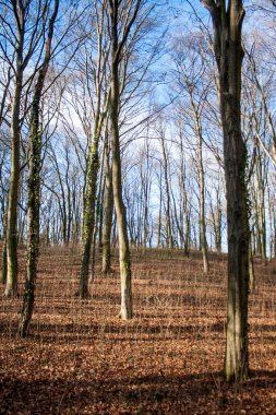 Orman bahar mevsimi güneşin