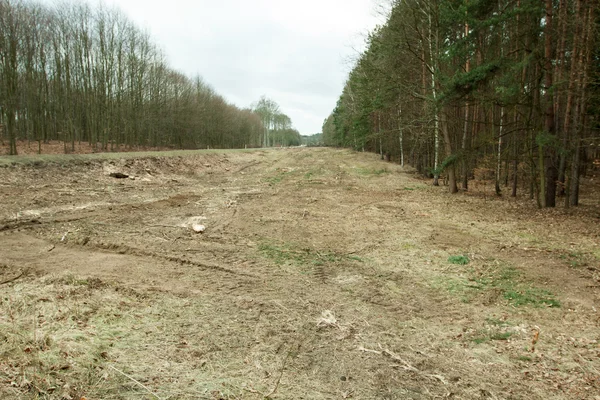 Forest cutting on the road — Stock Photo, Image