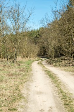 el sendero por el bosque