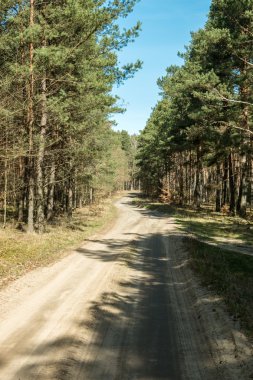 el sendero por el bosque