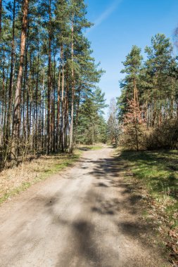el sendero por el bosque