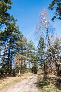 el sendero por el bosque