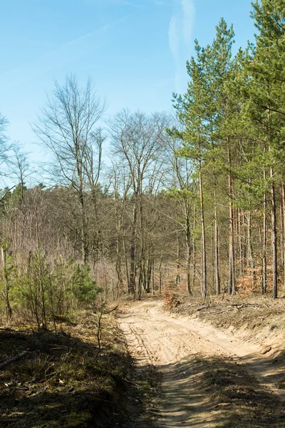 Le chemin à travers les bois — Photo