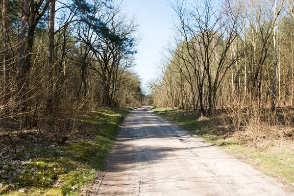 Der Weg durch den Wald — Stockfoto