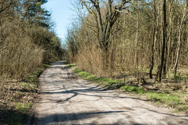 El camino a través del bosque —  Fotos de Stock