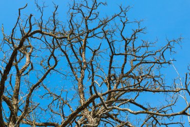 Aşağıdan görülen ağaç - dallar