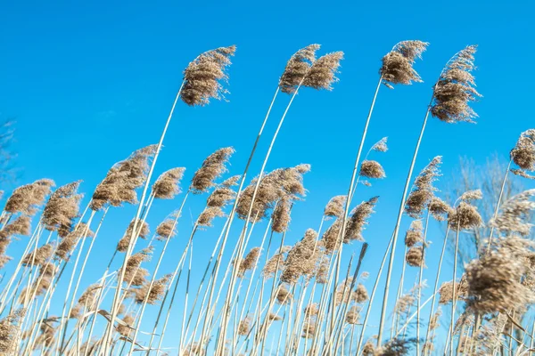 空に対する高い草原 — ストック写真