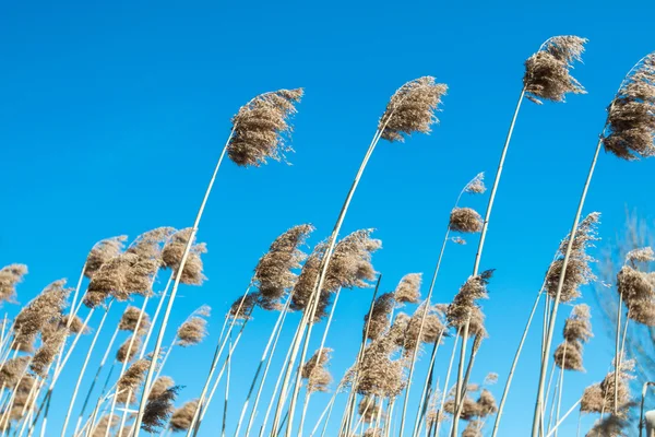 空に対する高い草原 — ストック写真