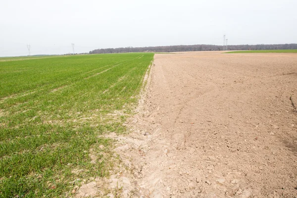 Кукурузное поле молодое - низкий сезон — стоковое фото