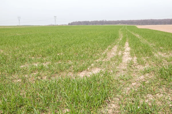 Cornfield young - early season low — Stock Photo, Image