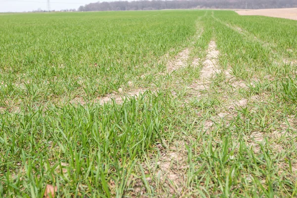 Maisfeld jung - frühe Saison niedrig — Stockfoto