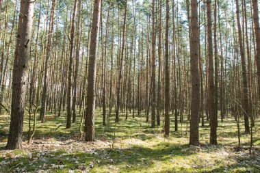 Ormandaki uzun ağaçlar