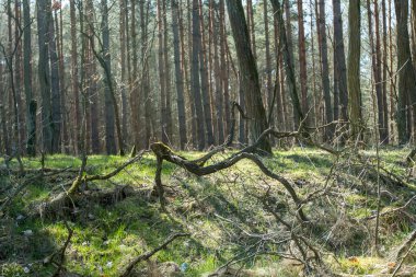 Ormandaki uzun ağaçlar