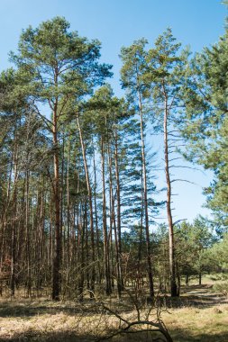 Ormandaki uzun ağaçlar