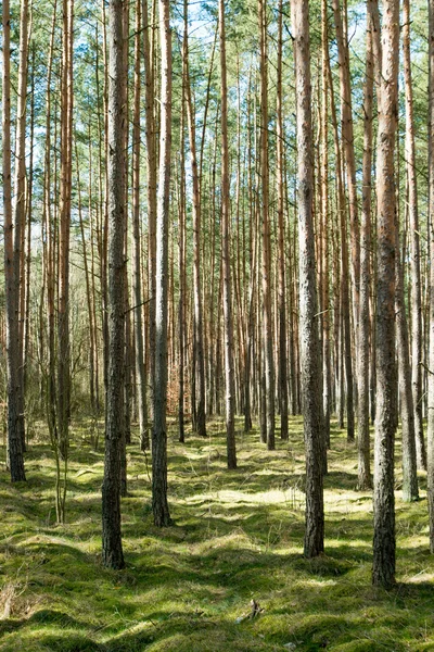 Árboles altos en el bosque —  Fotos de Stock