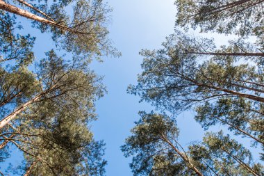 Ormanda ağaçların dalları