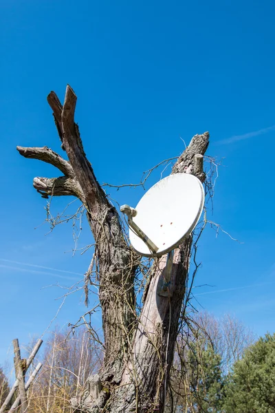 Plat satellite sur un arbre — Photo