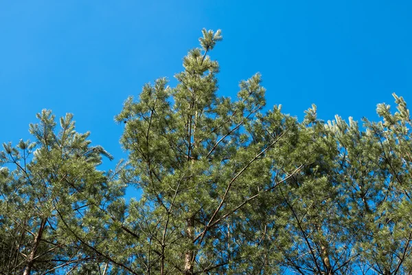 Branches of trees in the forest — Stock Photo, Image