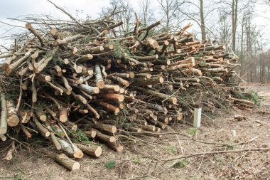 Ormandan kesilen ağaçlar