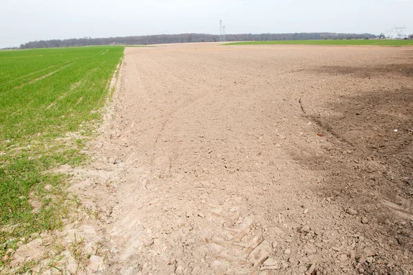 Field crops in mid- sown — Stock Photo, Image