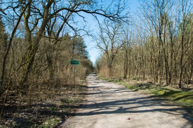 Ormanın içinden geçen yol.