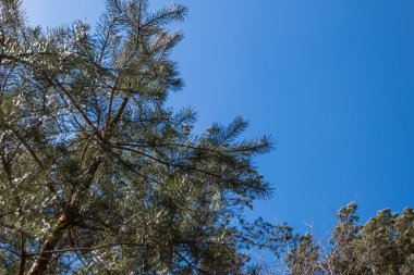 İpuçları ağaçlarının dalları