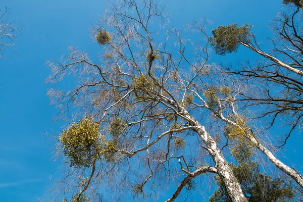 Mistletoe growing on a tree — Stock Photo, Image