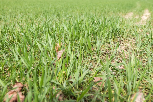 Culturas de campo no início do crescimento — Fotografia de Stock