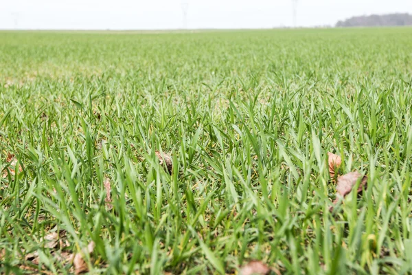 Cultivos de campo en el crecimiento temprano — Foto de Stock