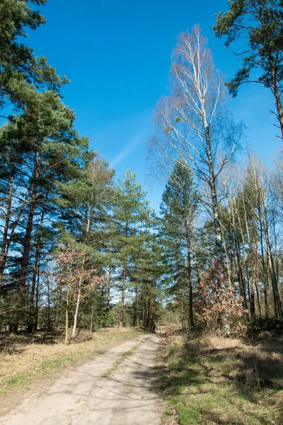 The forest road spring season — Stock Photo, Image