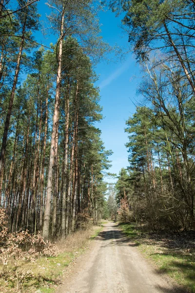 El camino forestal temporada de primavera — Foto de Stock