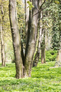 Ağaçlar parkta bahar mevsimi