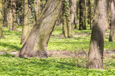 Ağaçlar parkta bahar mevsimi