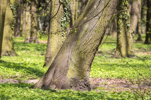 Les arbres dans le parc printemps saison — Photo