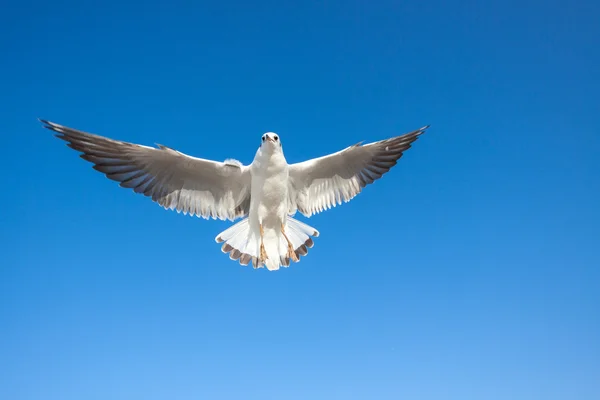 Möwen fliegen gegen den Himmel lizenzfreie Stockbilder