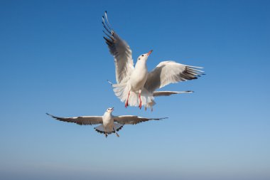 Mavi gökyüzünde uçan martılar