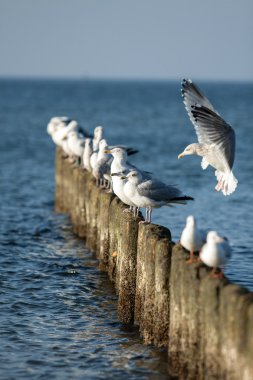Dalgakıran deniz kenarında oturup..... martılar