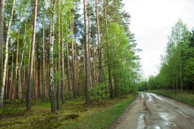 Erken baharda bir ormandaki ağaçlar