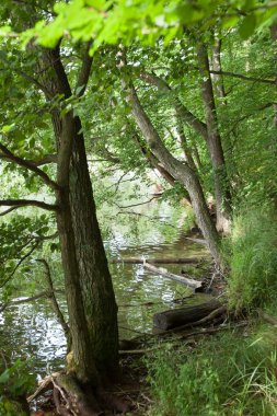 Erken baharda bir ormandaki ağaçlar
