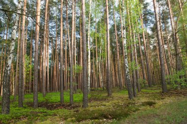Erken baharda bir ormandaki ağaçlar