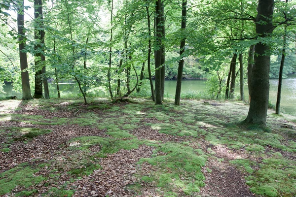 Drzewa w lesie w pierwiośniu — Zdjęcie stockowe