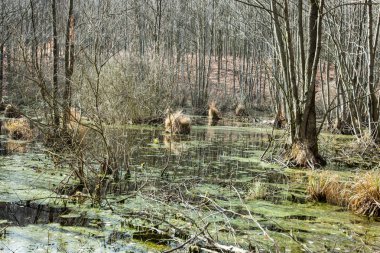 Floodplains - bahar ormanda bataklık