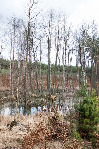 Floodplains - swamp in the forest in spring — Stock Photo, Image