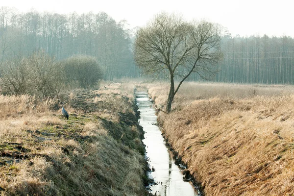 Canal de drainage traversant une prairie et une forêt — Photo