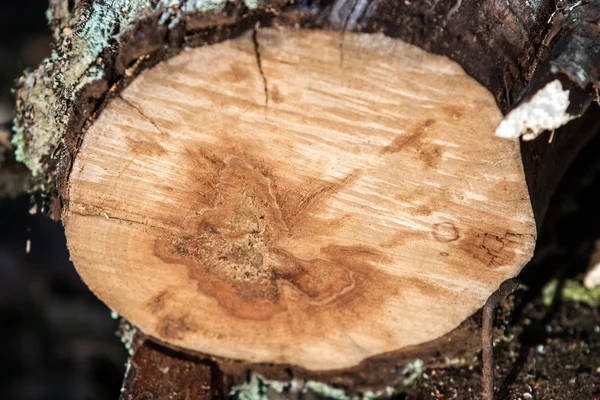 Felled tree in the forest after felling — Stock Photo, Image