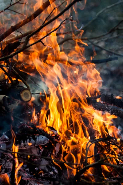 Le feu - un feu dans la forêt — Photo