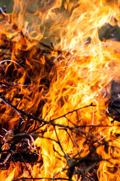Fire - a fire in the forest — Stock Photo, Image